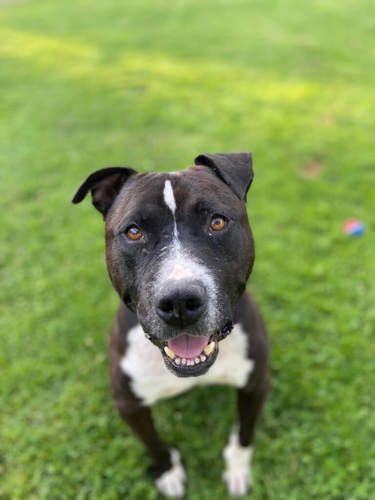 Ethan! 3-4 Year Old - American Staffy Mix » Misfit Angels Rescue